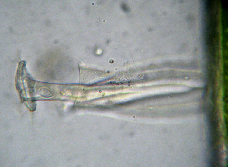 Microscopia salata